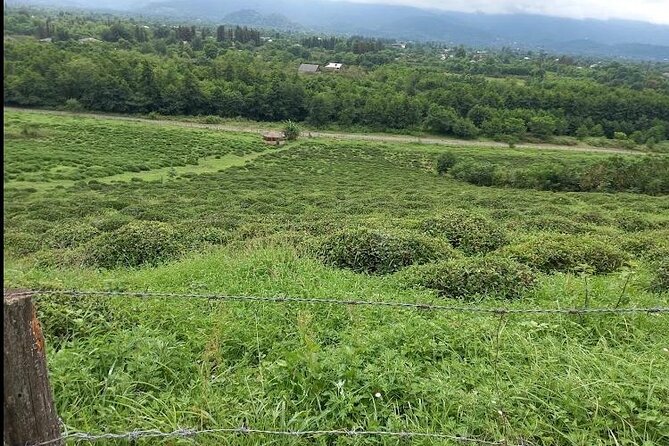 1,5 Hours Tea House and Tea Garden Trip in Ozurgeti Georgia - From Garden to Factory: Watching Production Without the Confusion