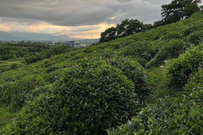 1,5 Hours Tea House and Tea Garden Trip in Ozurgeti Georgia - Tea Tasting With Three Varieties and a Tea Master