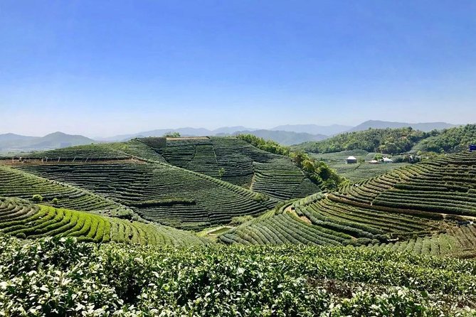 1-day Village Tea Picking, Roasting & Serving Guided Private Tour from Hangzhou - Dragon Well Tea Village: the Longjing you can actually taste