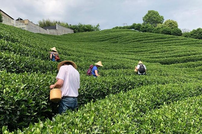 1-day Village Tea Picking, Roasting & Serving Guided Private Tour from Hangzhou - Price and value: is $243.71 fair for a 1-day tea farm tour?