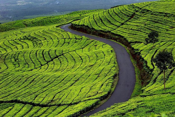 Active Volcano, Rice Field, Hot Spring, Fruit market, Tea Plantation with Lunch - Lembang fruit market: honey pineapple and four included tastings