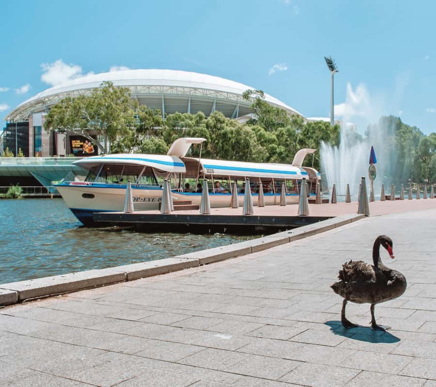 Adelaide: River Torrens Popeye Devonshire Tea Cruise - Comfort, steps, and rules onboard (the stuff that actually matters)