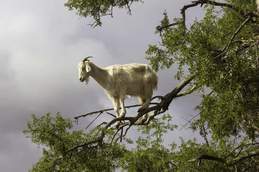 Agadir: ATV Quad Biking and Goats On Argan Trees with Tea - Who this tour suits best (and who should skip it)