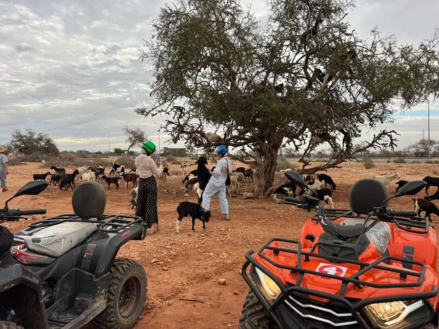 Agadir: ATV Quad Biking and Goats On Argan Trees with Tea - Value for money: what you get for around $19
