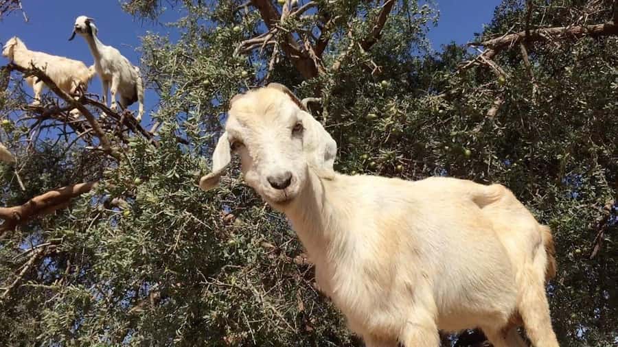 Agadir: ATV Quad Biking and Goats On Argan Trees with Tea - Pickup and transfer: getting to the start without stress