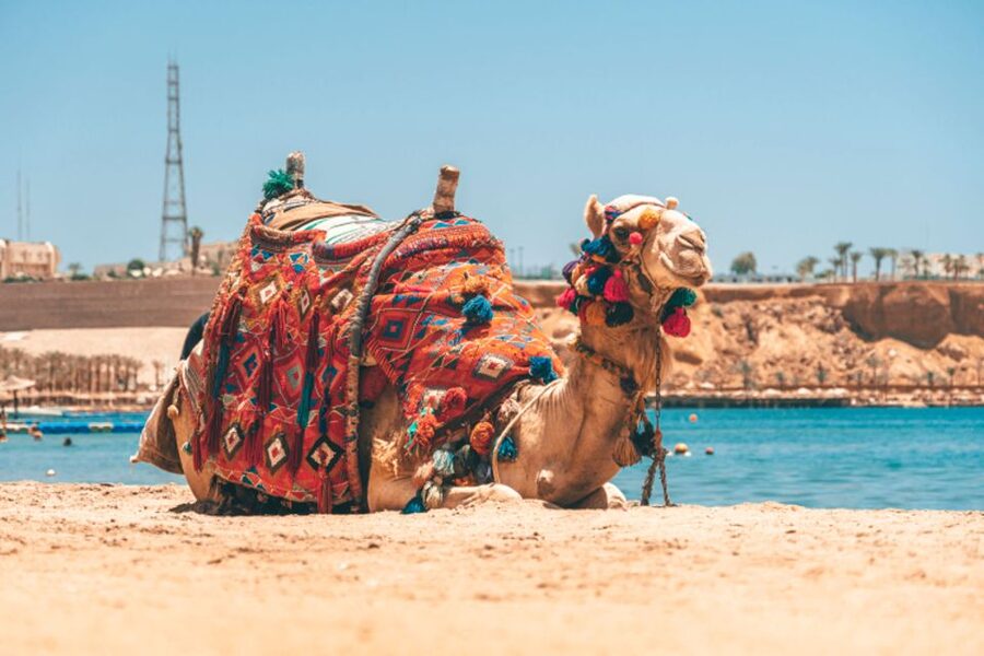 Agadir: Camel Ride With Tea - FAQ