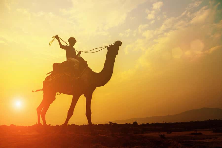 Agadir: Camel Ride With Tea - The Main Event: Souss River Views, Eucalyptus Shade, and a Palace Pass-By
