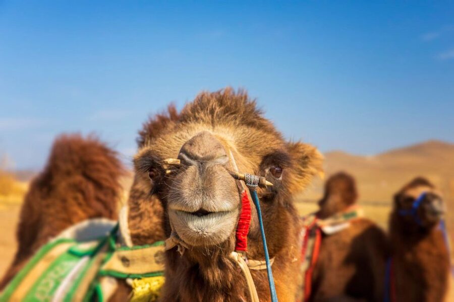 Agadir: Camel Ride With Tea & BBQ Dinner Option - Photo Souvenirs: Professional Shots and Phone Videos