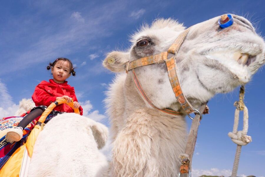 Agadir: Camel Ride With Tea & BBQ Dinner Option - Transportation and Pickup: How Smooth It Feels