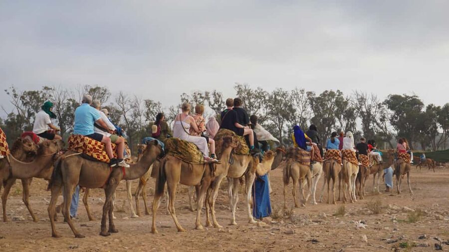Agadir: Camel Riding Tour with Tea Drink - Dinner Add-On: A Real Value If You Want the Meal Included