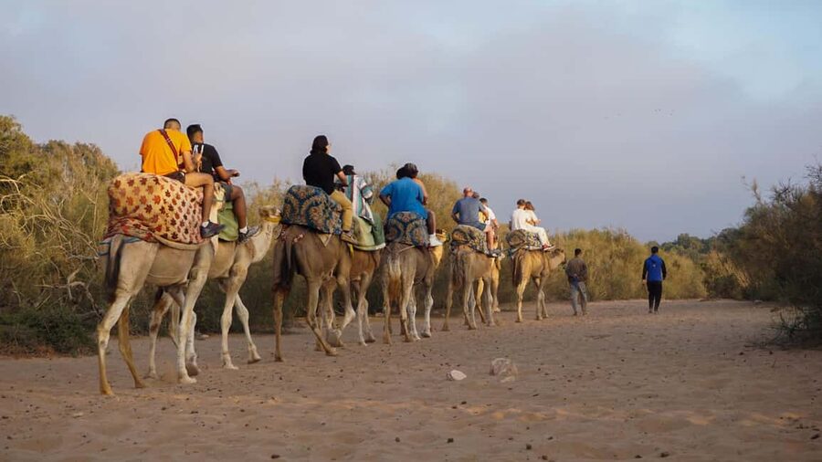 Agadir: Camel Riding Tour with Tea Drink - Price and Value: What $22 Really Buys You in Agadir