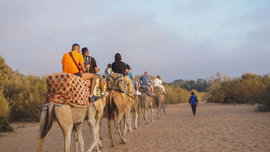 Agadir: Camel Riding Tour with Tea Drink - Who This Tour Fits Best (and Who Should Rethink It)