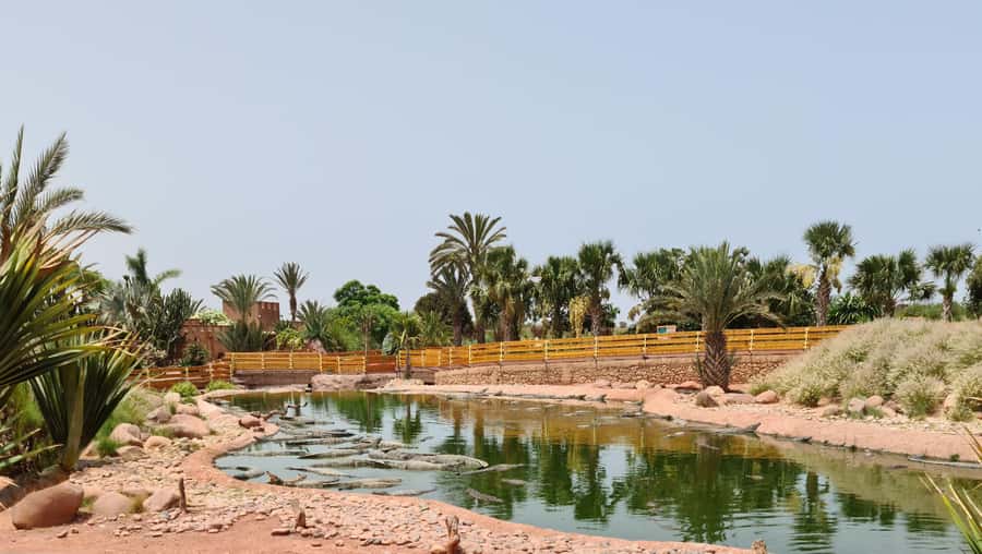 Agadir: Crocoparc Entry Ticket with Transfers, Guide, & Tea - Getting to Crocoparc without the hassle: transfers that set the tone