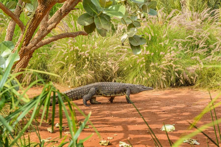 Agadir: Crocoparc Entry Ticket with Transfers, Guide, & Tea - Who should book this Crocoparc experience with transfers and tea?