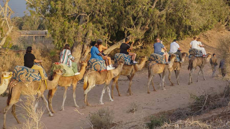 Agadir/Taghazout: Camel Ride with Tea Drink and Transfers - How This Camel Ride Fits Into Your Agadir Day