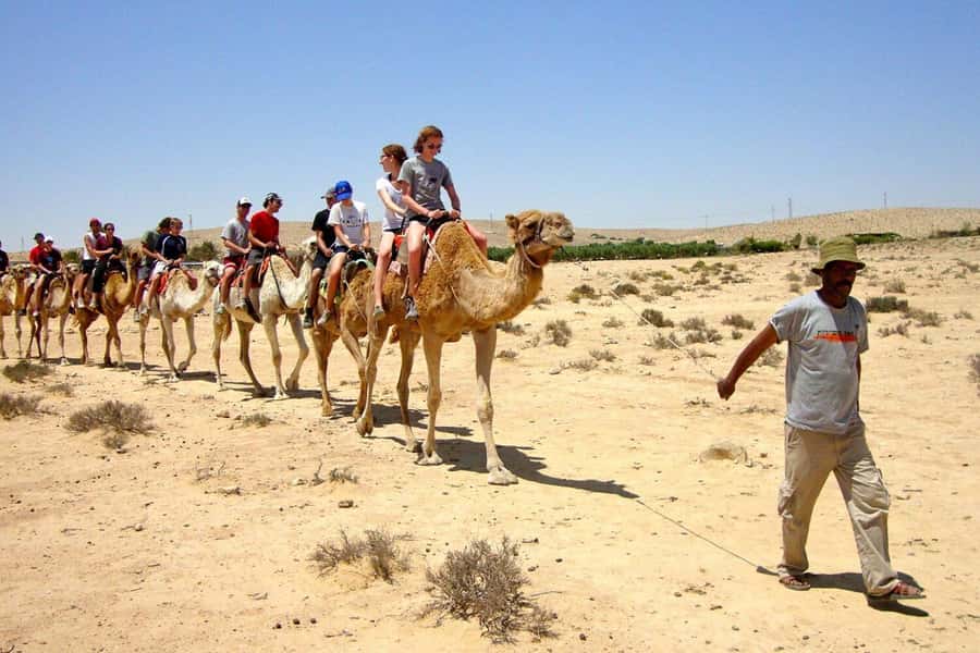 Agadir/Taghazout: Camel Rides with Tea Drink and Transfer - How the 2-hour Agadir camel ride really feels
