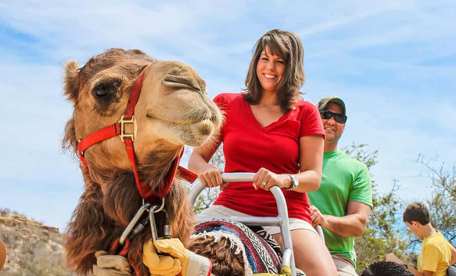 Agadir/Taghazout: Camel Rides with Tea Drink and Transfer - Mint tea finish: where the experience turns warm and human