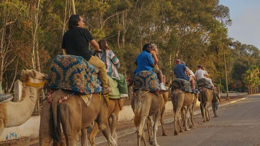 Agadir/Taghazout: Camel Rides with Tea Drink and Transfers - Key things to know before you book