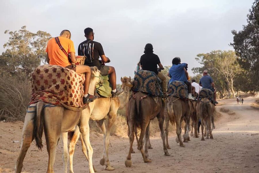 Agadir/Taghazout: Camel Rides with Tea Drink and Transfers - From hotel pickup to mint tea: how the timing really works