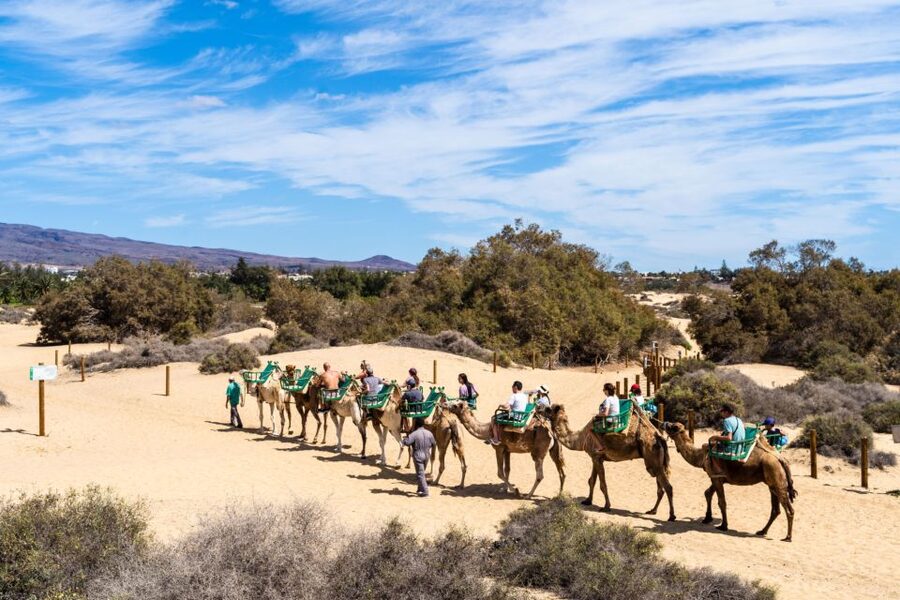 Agadir/Taghazout/Port: Camel Ride Tea & BBQ Option - Sunset riding and photo stops: how to get the good shots