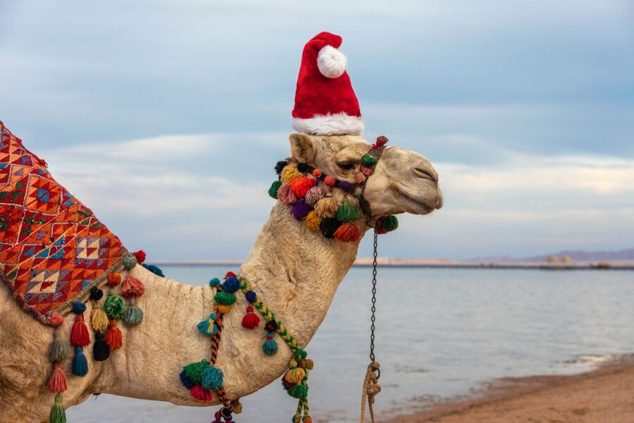 Agadir/Taghazout/Port: Camel Ride Tea & BBQ Option - Small details that can make or break your day