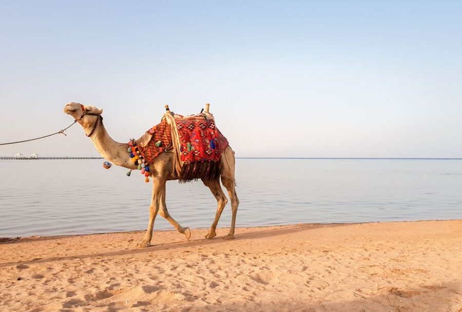 Agadir/Taghazout/Port: Camel Ride Tea & BBQ Option - Who this tour fits best