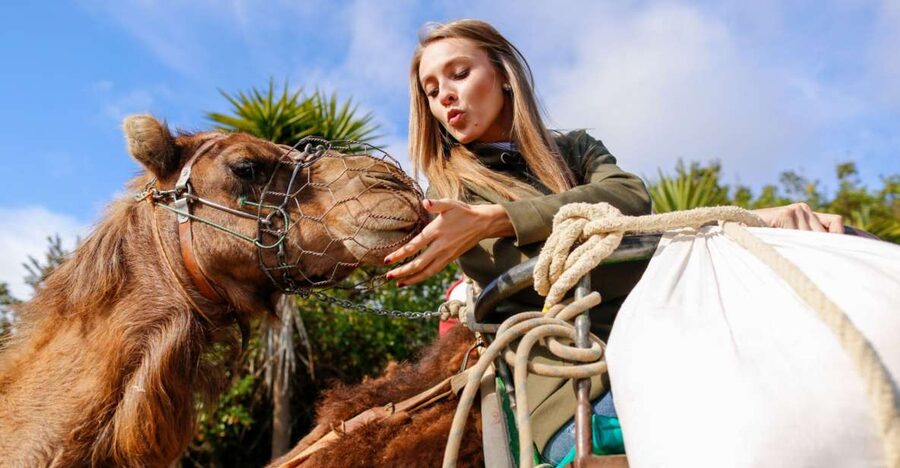 Agadir/Taghazout/Port: Camel Ride Tea & BBQ Option - Should you book the Camel Ride and Tea option?