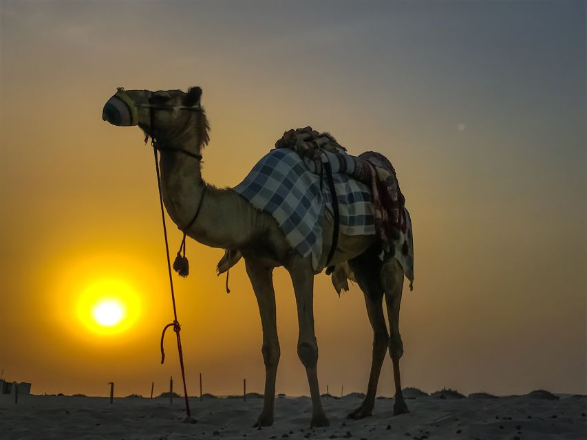 Agadir/Taghazout/Port: Camel Ride Tea & BBQ Option - Mounting up in a camel caravan: how the ride actually works