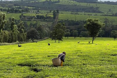 Agro-Tourism Tea Workshop in Nandi Hills - Key highlights before you go