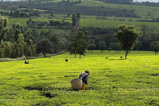 Agro-Tourism Tea Workshop in Nandi Hills - Key highlights before you go