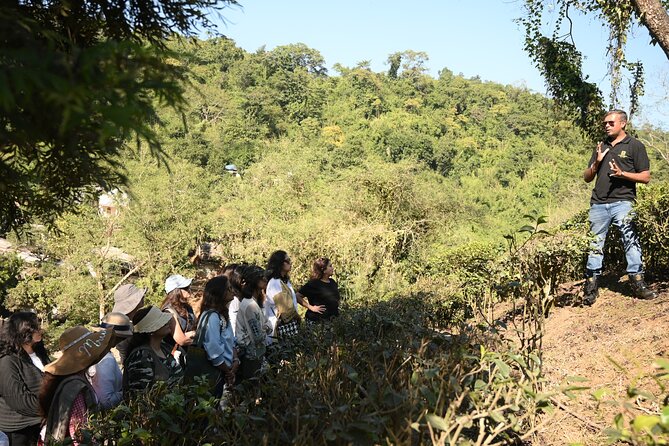 Amchong Tea Estate + Factory Visit (with Hi-tea only) - Key points before you go