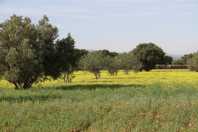 Argan Forest, tea time at a Berbers family & Visit of an Argan cooperative. - Walking beneath the argan trees of southwest Morocco