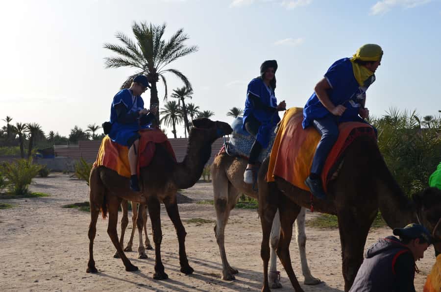 Around Marrakech: Camel Ride in Palm Groves including Tea - Key things that make this camel-and-tea ride worth your time