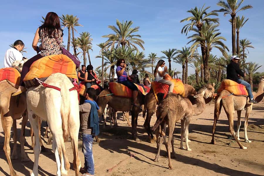 Around Marrakech: Camel Ride in Palm Groves including Tea - Why the Palmeraie camel ride hits different