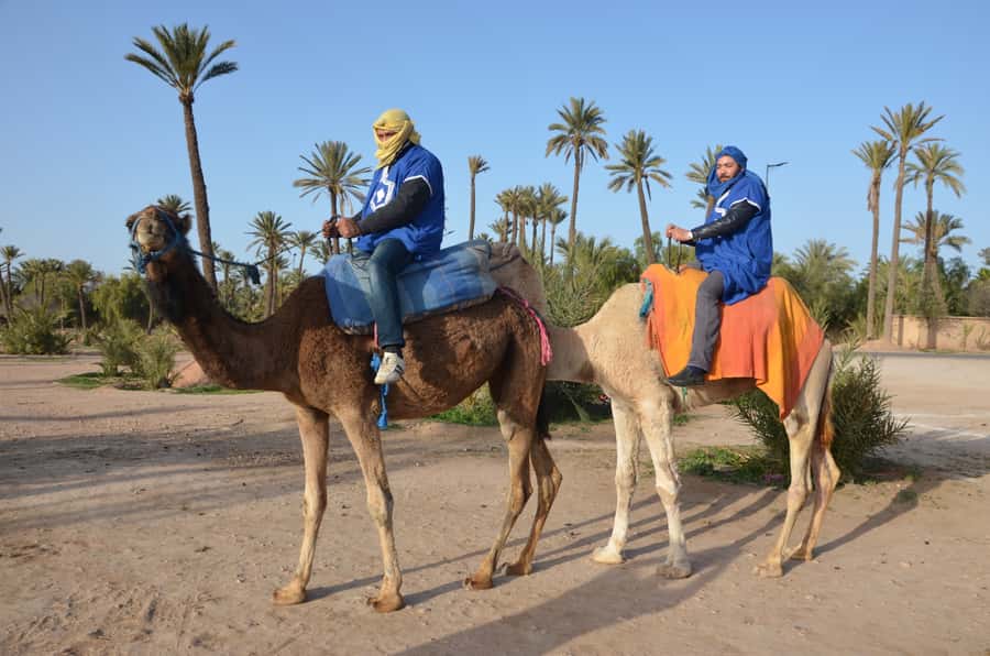 Around Marrakech: Camel Ride in Palm Groves including Tea - Shared or private: what changes with your choice