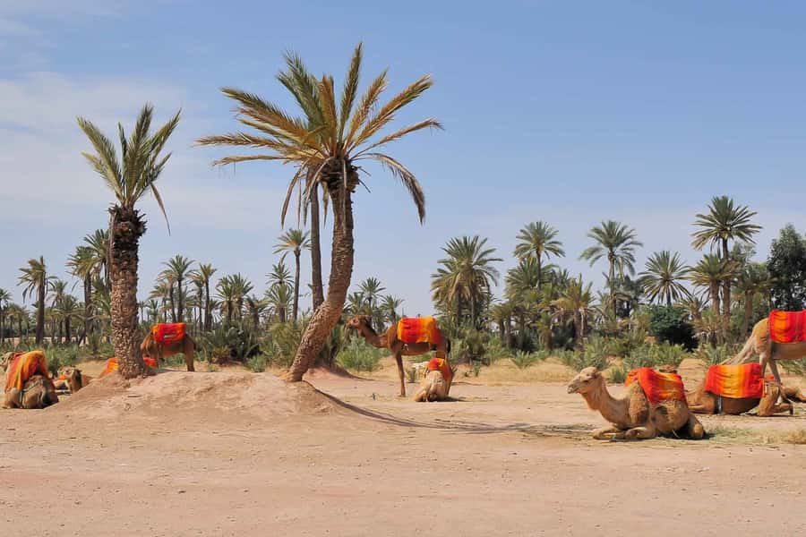 Around Marrakech: Camel Ride in Palm Groves including Tea - What to pack and how to stay comfortable