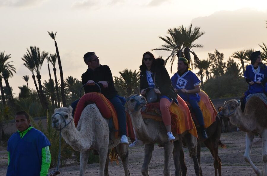 Around Marrakech: Camel Ride in Palm Groves including Tea - Price and value: what you get for about $47