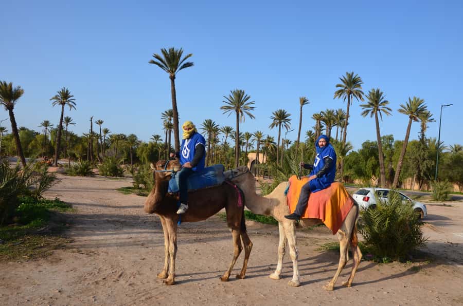 Around Marrakech: Camel Ride in Palm Groves including Tea - Who should book this camel-and-tea ride (and who shouldn’t)