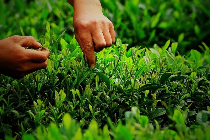 Authentic Hangzhou Longjing Tea Culture Experience Tour - Tea House Ceremony: The Tasting That Makes It Stick