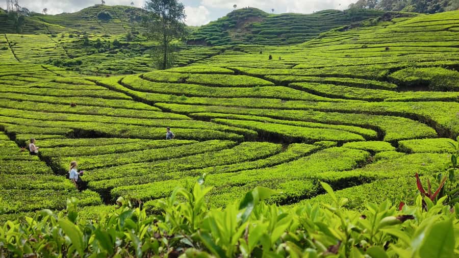 Bandung: White Crater, Scenic Tea Plantations & Hot Spring - Guides make or break the day: the names you’ll hear often