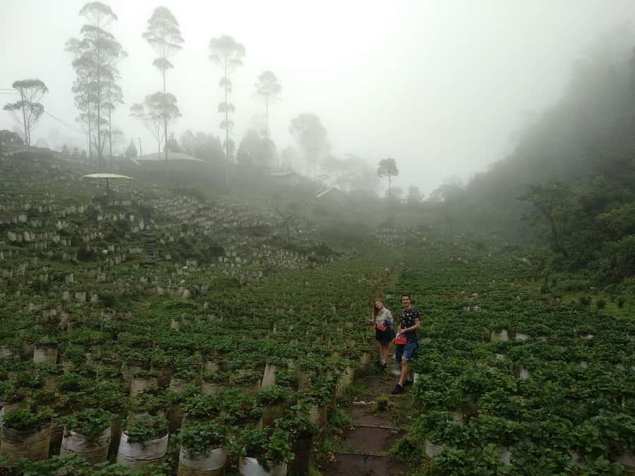 Bandung : White Crater, Tea Plantation Tour Guide Bandung - Price check: why $57 can be a good deal (and when it isn’t)