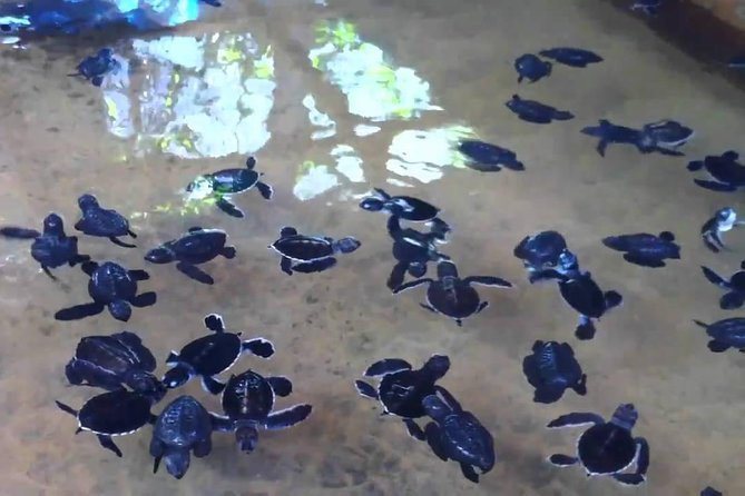 Bentota Village Tour with River Safari & Tea Plantation/Factory - All Inclusive - Turtle Conservation Project: A Short Educational Stop With Meaning