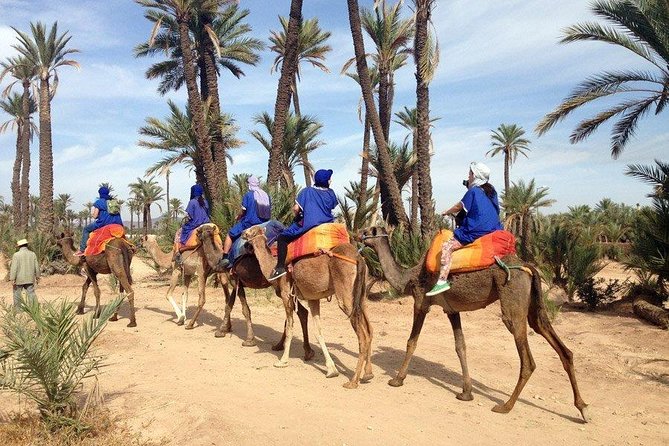 Best Sunset Camel Ride with tea break in the Palm Grove of Marrakech - A sunset slot in Marrakech’s Palmeraie