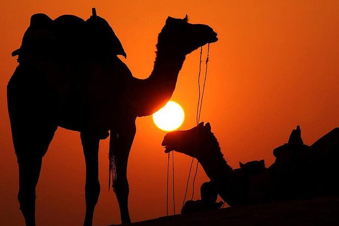 Best Sunset Camel Ride with tea break in the Palm Grove of Marrakech - The Berber home tea break: where the day turns human