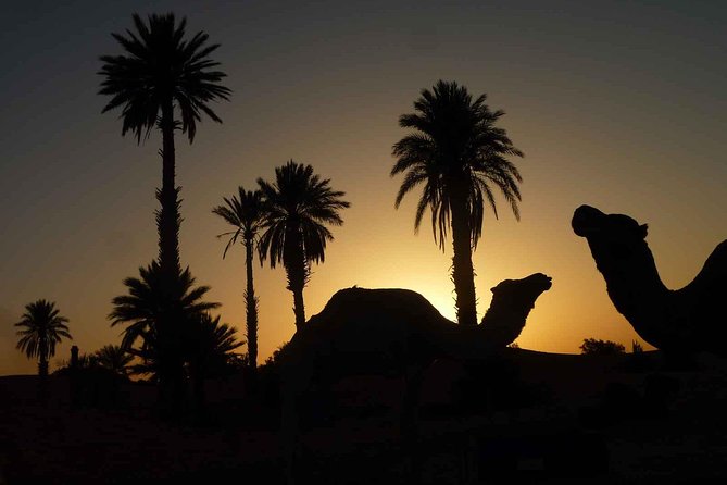 Best Sunset Camel Ride with tea break in the Palm Grove of Marrakech - The camel trek: what the 1 hour really gives you