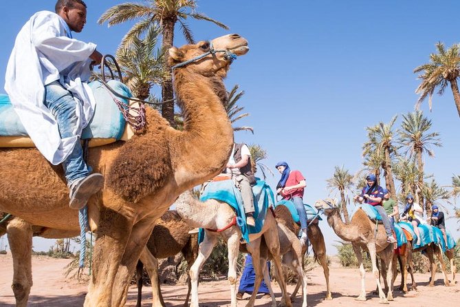 Best Sunset Camel Ride with tea break in the Palm Grove of Marrakech - Group size and timing: the sweet spot for most schedules