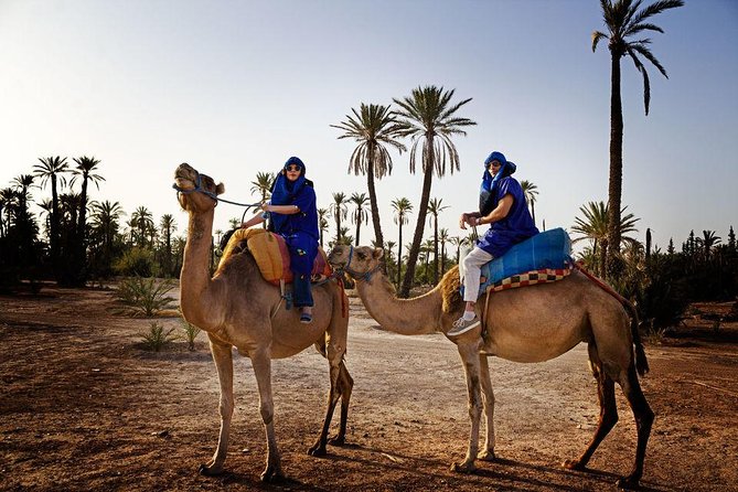 Best Sunset Camel Ride with tea break in the Palm Grove of Marrakech - Pickup and transport: simple, not stressful