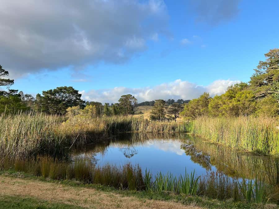 Bowral Honey Farm Tour, Honey Tasting & morning Tea - Key highlights you’ll care about