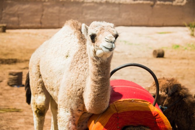 Camel Ride and Quad Biking with fresh mint Tea - Quad Biking in the Countryside: Gear, Routes, and Village Views