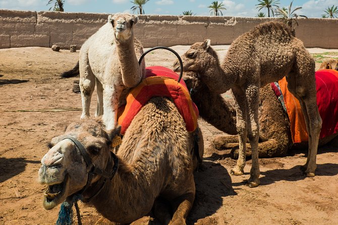 Camel Ride and Quad Biking with fresh mint Tea - Who Should Book This Tour (and Who Might Skip It)